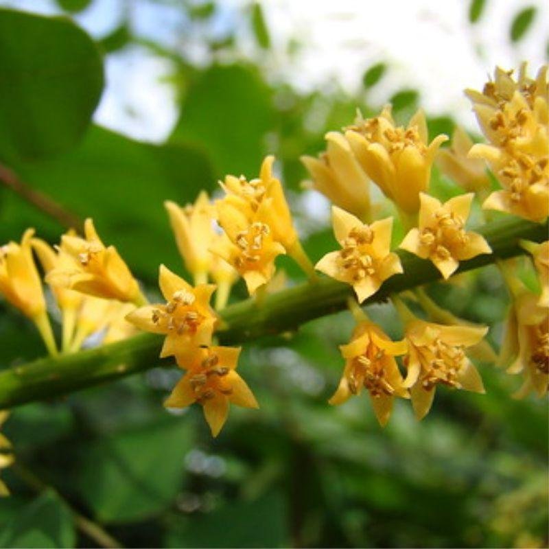 Caesolpinia Spinosa Galacto-mano-oligosacáridos 